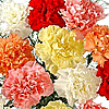 Carnations